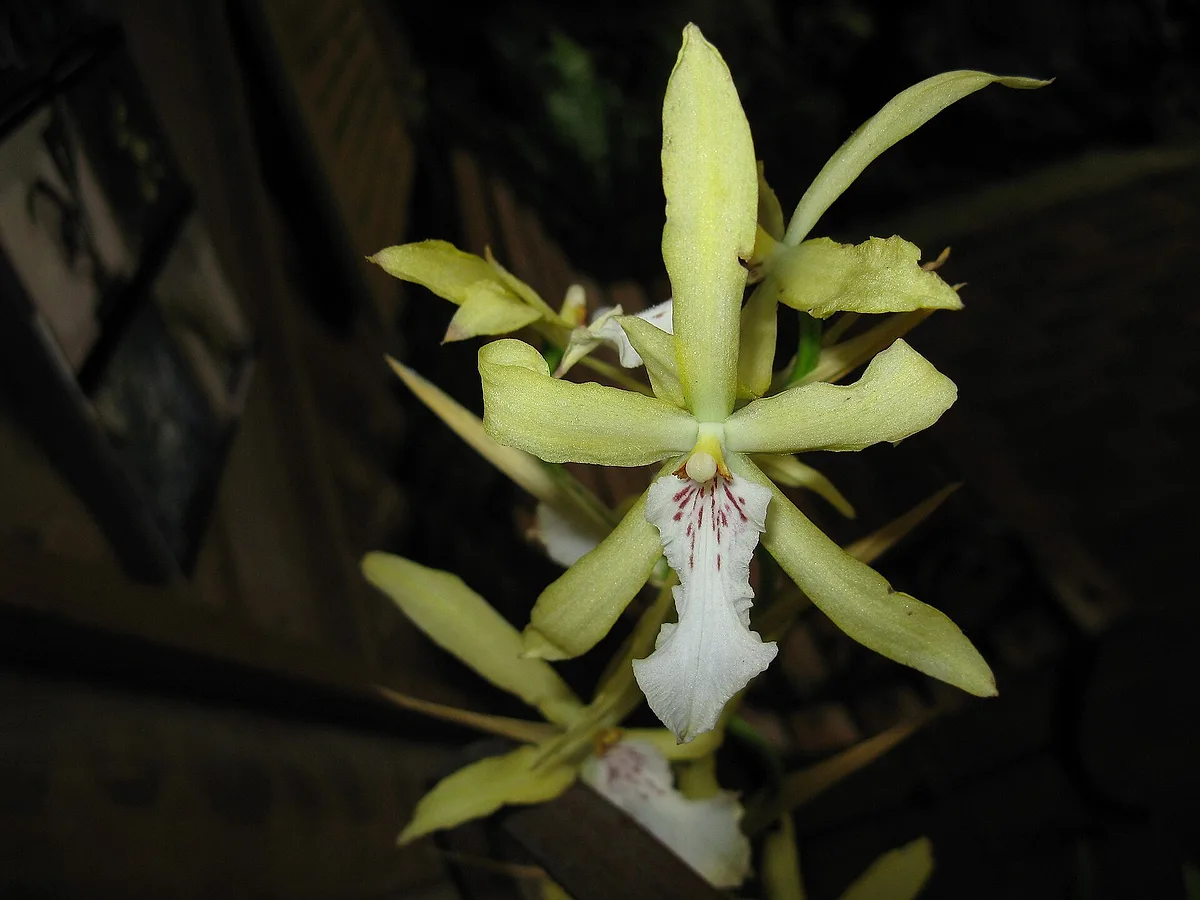 Flor de Miltonia flavescens, de pétalos finos amarillo verdosos