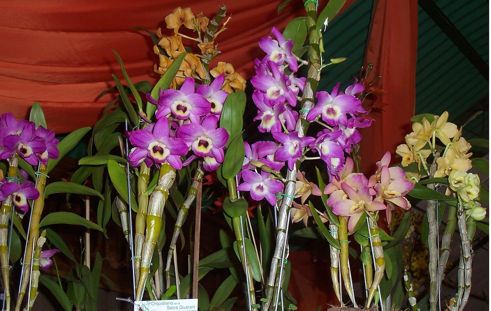 Varas de orquídeas violetas en una exposición en Misiones