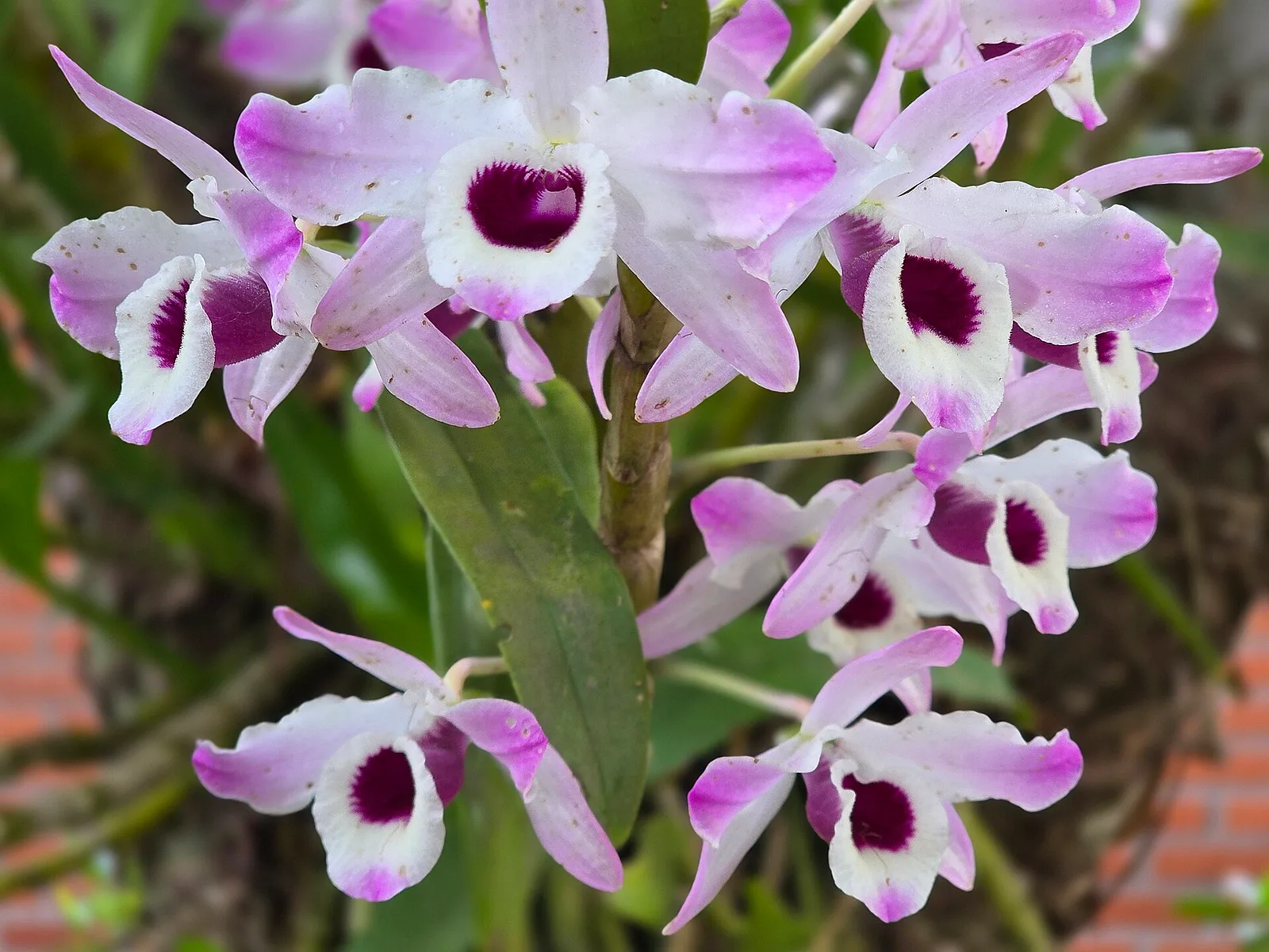 Racimo de orquídeas blancas y lilas en Capioví, Misiones